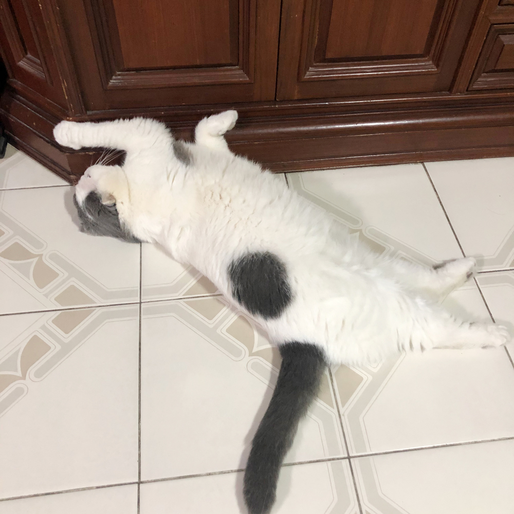 แมวขี้เกียจนวด