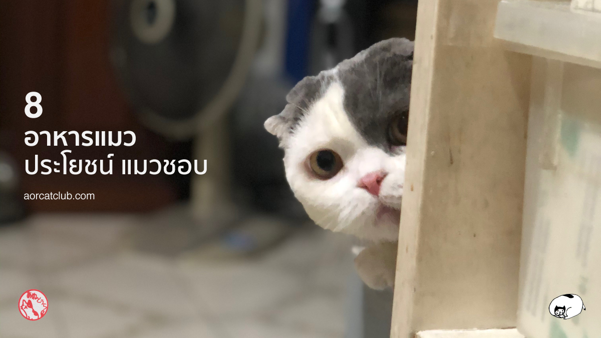 อาหารแมวยี่ห้อไหนแมวชอบ