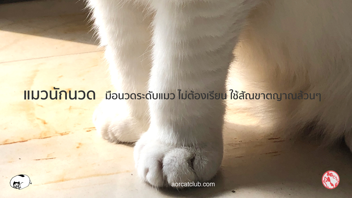 แมวนวดทำไม