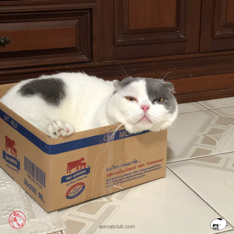 แมวกล่องนม
