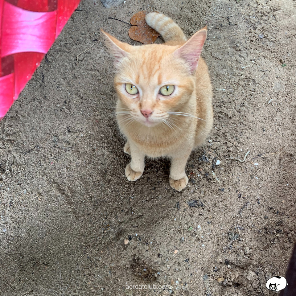 แมววัดน่ารัก