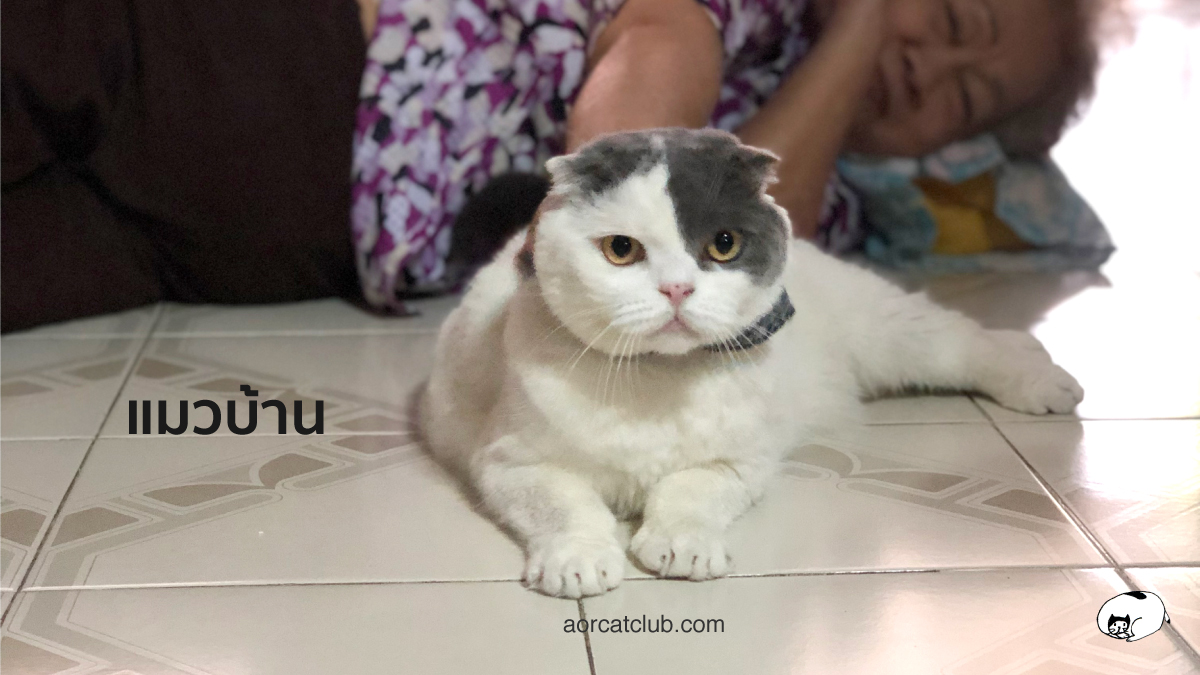 โกเมสคุณชายแมว