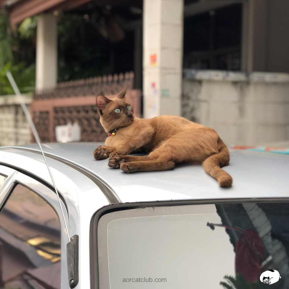 เก็บแมวมาเลี้ยง