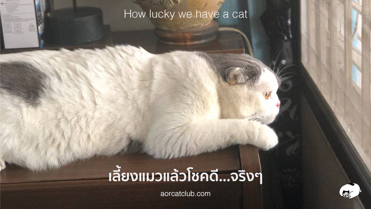 แมวรออยู่ที่บ้าน