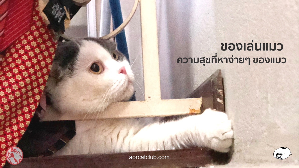 ของเล่นแมว มีอะไรบ้าง ที่แมวชอบมาก