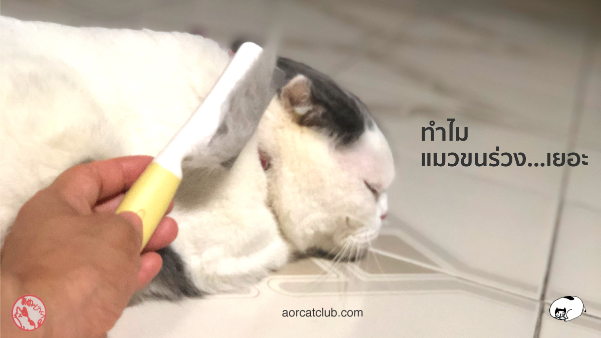 ทำไมแมวขนร่วง