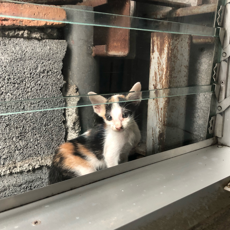 แมวสามสี