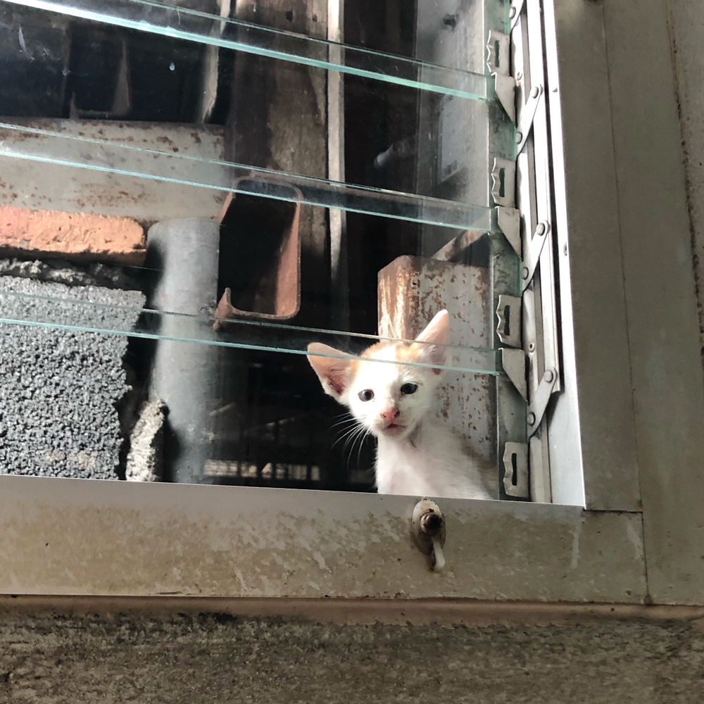 ลูกแมวรับรู้ความรักจริงๆ