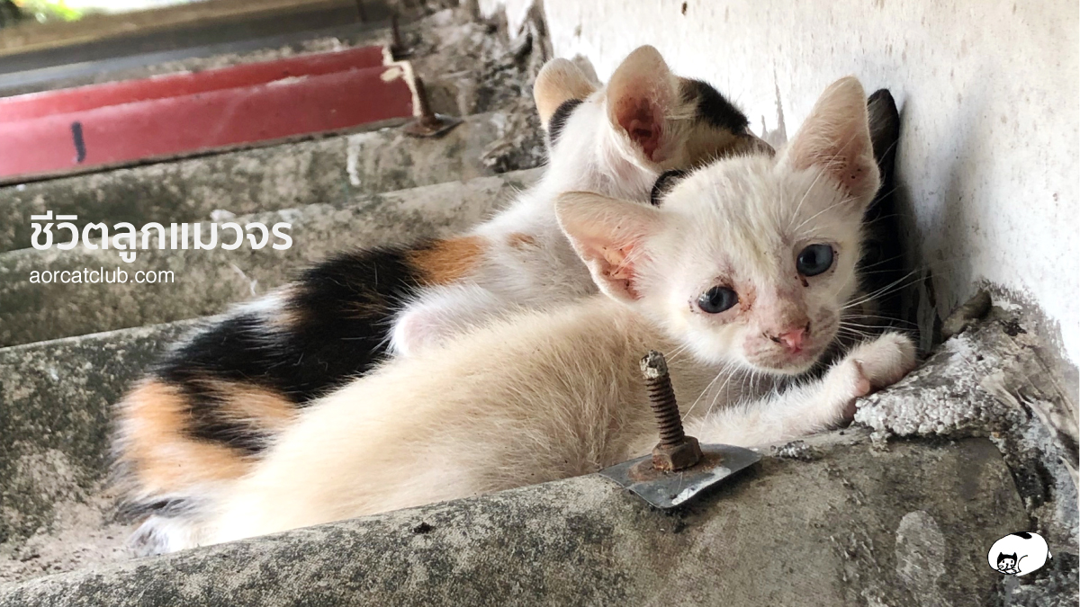 เจอลูกแมวทำไงดี ตอน 2