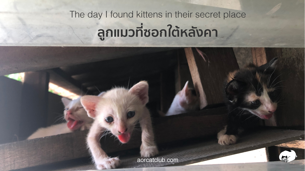 เจอลูกแมว ทำไงดี