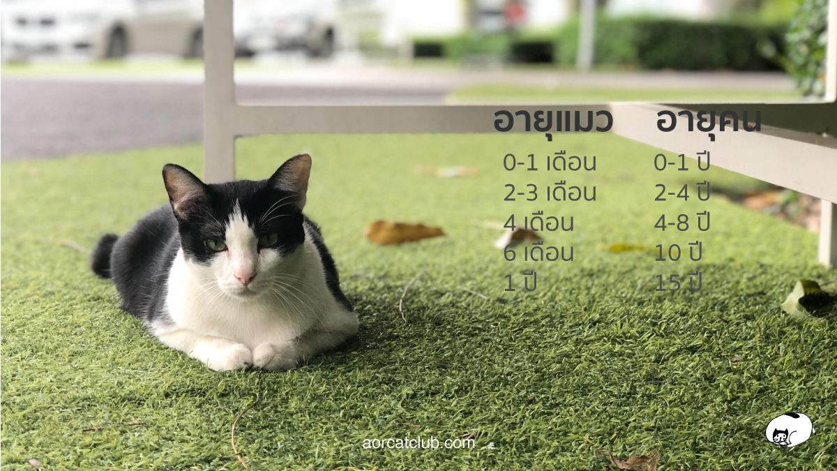 อายุแมวเทียบกับอายุคน