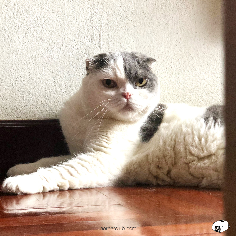 แมวมองเราอยู่ตลอดเวลา มองลึกเข้าไปถึงความรู้สึก