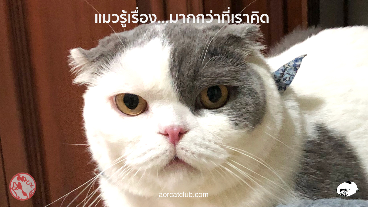 แมวรู้เรื่องเรามากกว่าที่คิด แมวรู้ว่าเรารัก แมวรู้ว่าเราเศร้า แมวรู้ว่าเราไม่สบาย แมวรู้ว่าเรามีความสุข