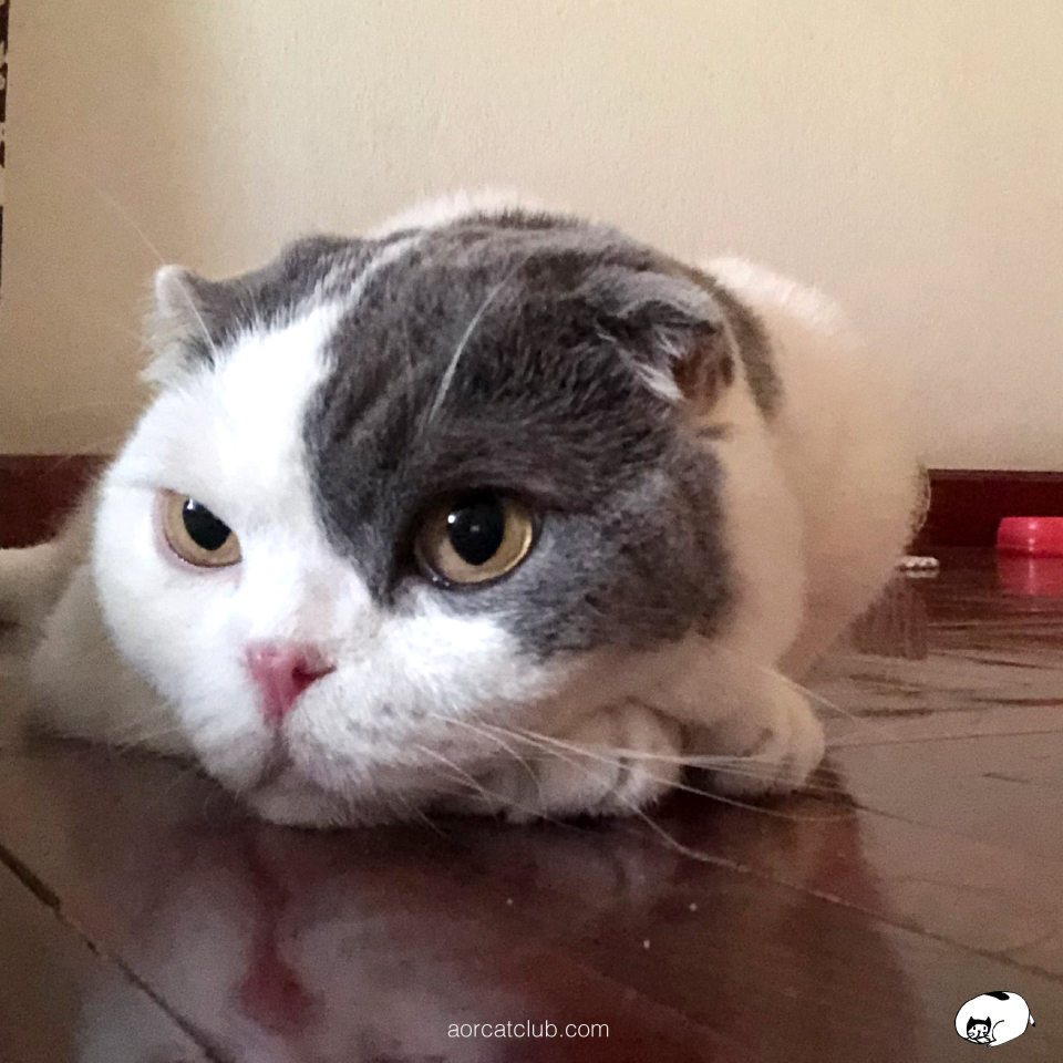 เวลาคนเศร้า แมวรับรู้ได้และเศร้าไปด้วย