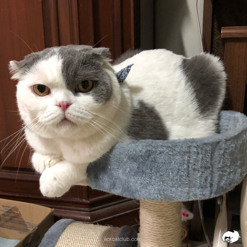 แมวขี้เห่อของเล่นใหม่ แมวรู้ว่าเรารักเขา