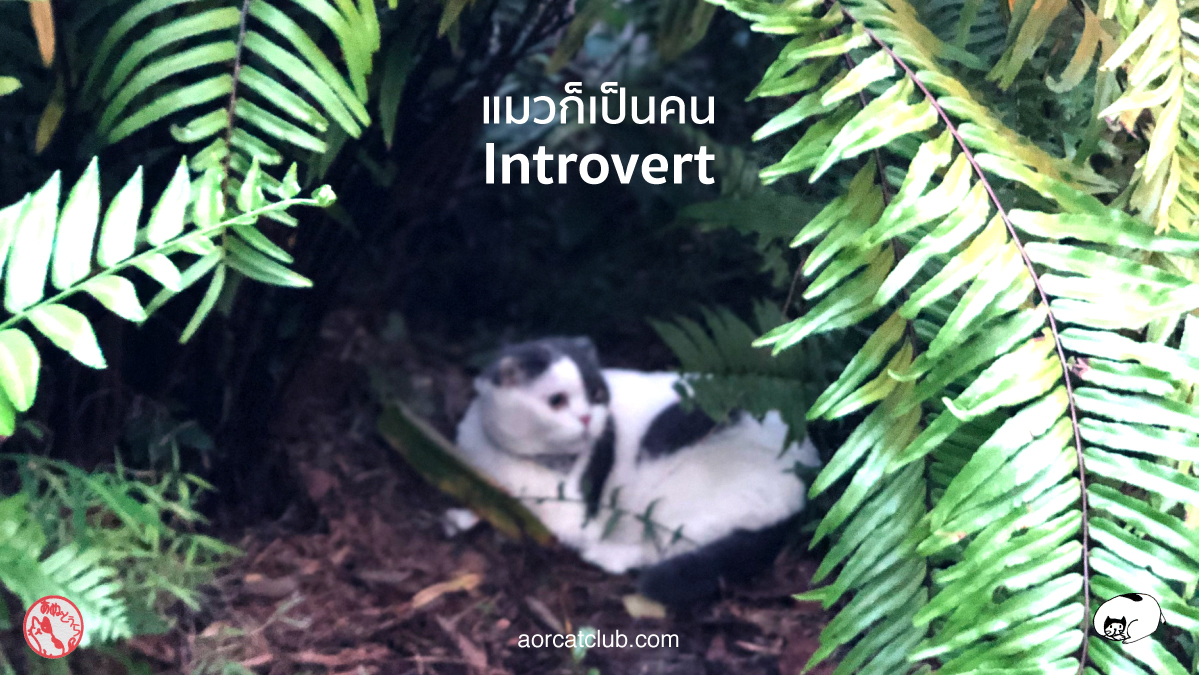 แมวมีโลกส่วนตัว