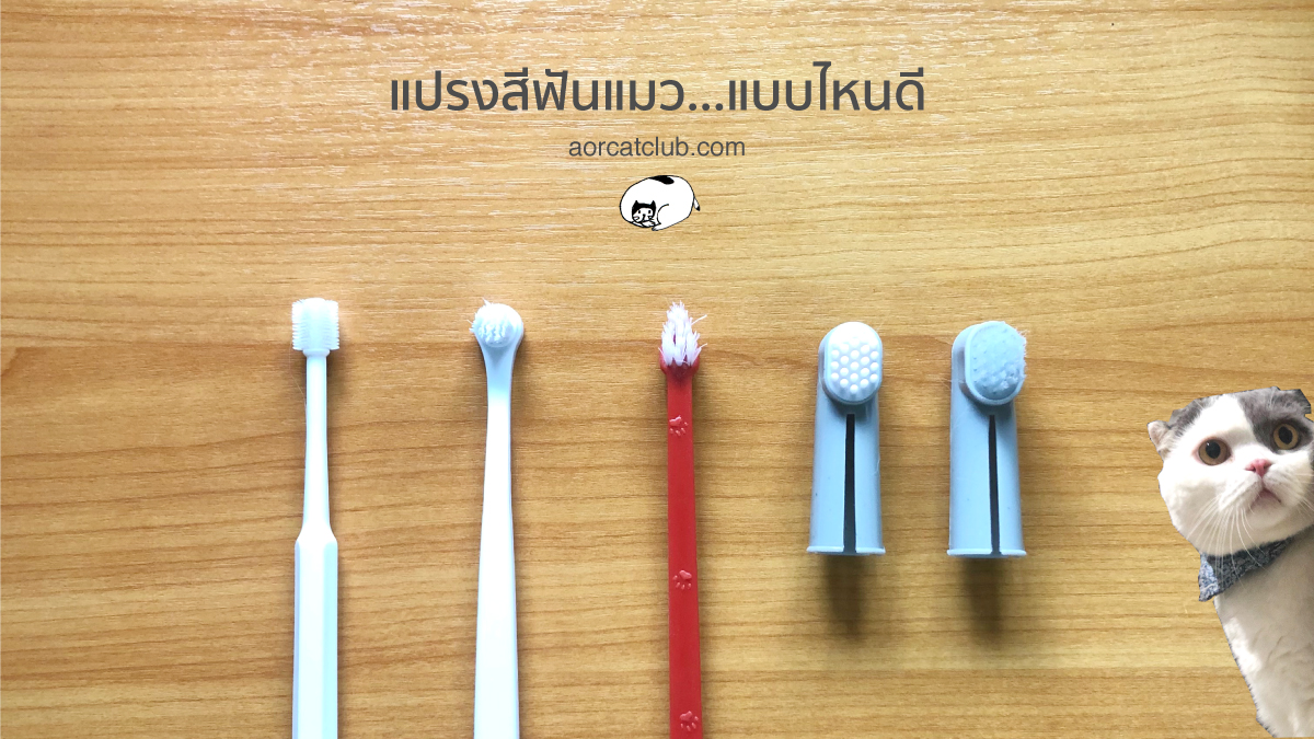เลือกแปรงสีฟันแมวแบบไหนดี