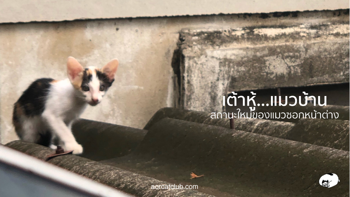 จากแมวซอกหน้าต่าง ได้บ้านกลายเป็นแมวคุณหนู