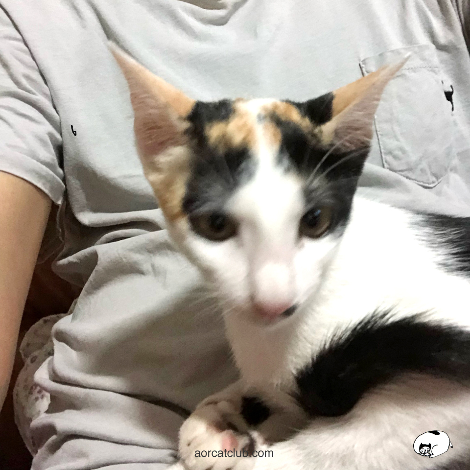 เต้าหู้ แมวจรได้บ้าน