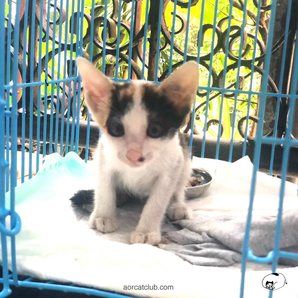 ความสุขที่ได้ช่วยให้แมวได้บ้านใหม่ 