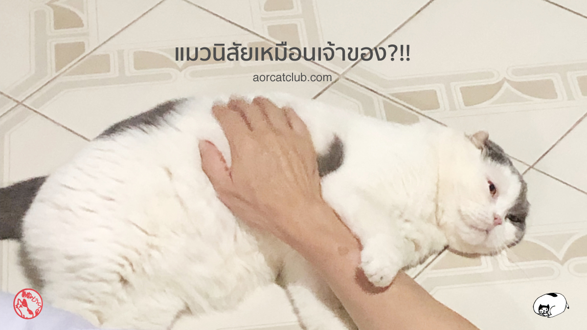 แมวมีนิสัยเหมือนคนเลี้ยง