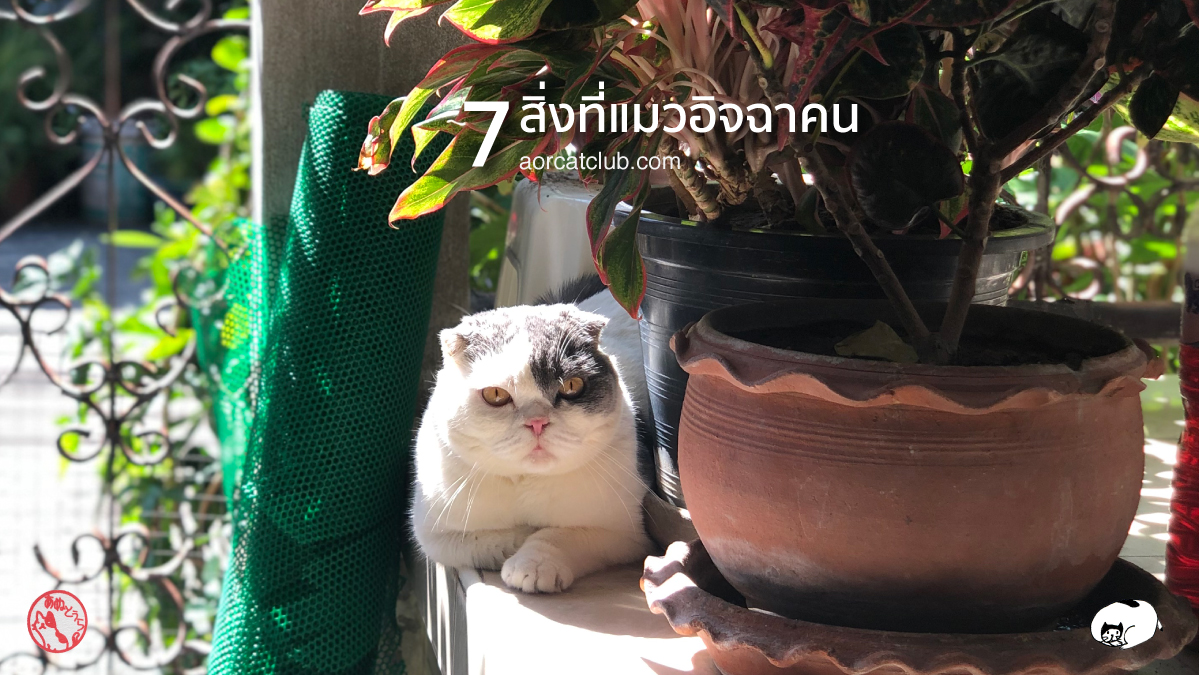7 สิ่งที่แมวอิจฉาคน บล็อกแมว aorcatclub
