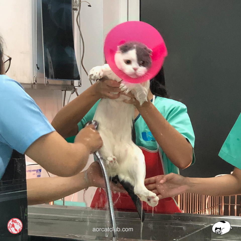 อาบน้ำแมว ทำให้แมวงอนได้