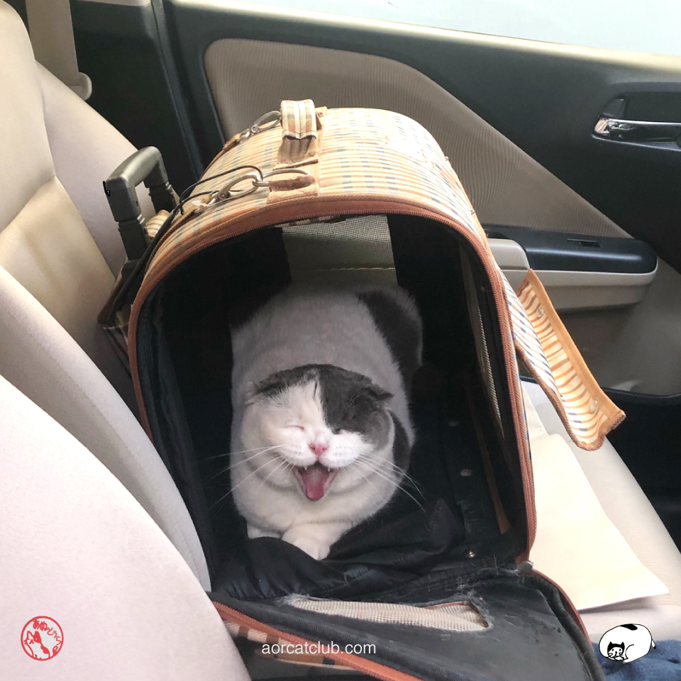 แมวงอนตอนพาไปอาบน้ำ