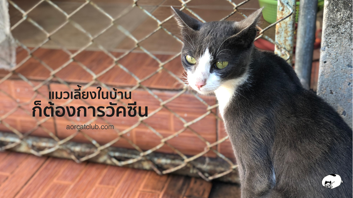 แมวบ้านควรทำวัคซีนแมวให้ครบ ป้องกันแมวป่วย