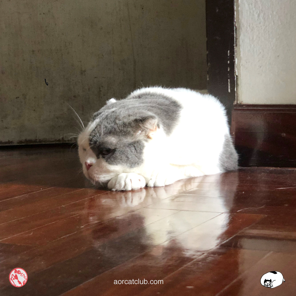 วีธีง้อแมว ทำให้แมวหายงอน