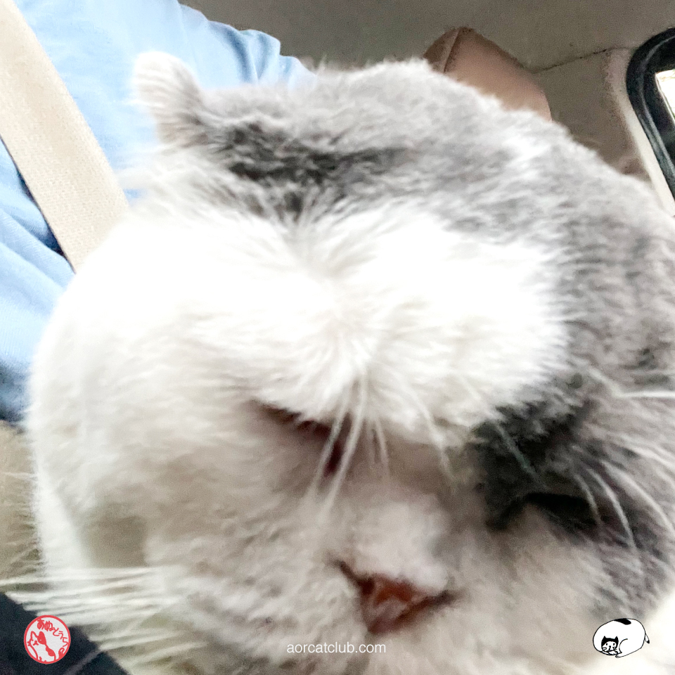 แมวขมวดคิ้ว เพราะเบลอจากการดมยา เพื่อขูดหินปูน