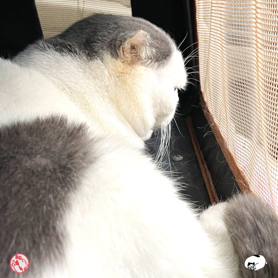 แมวโกรธมาก แมวงอนหนักมาก พาไปขูดหินปูน