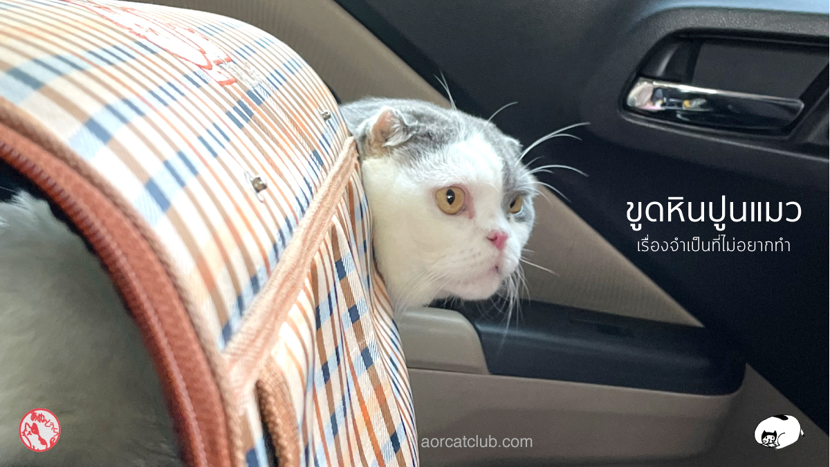 แมวหนี ไม่ยอมขูดหินปูน