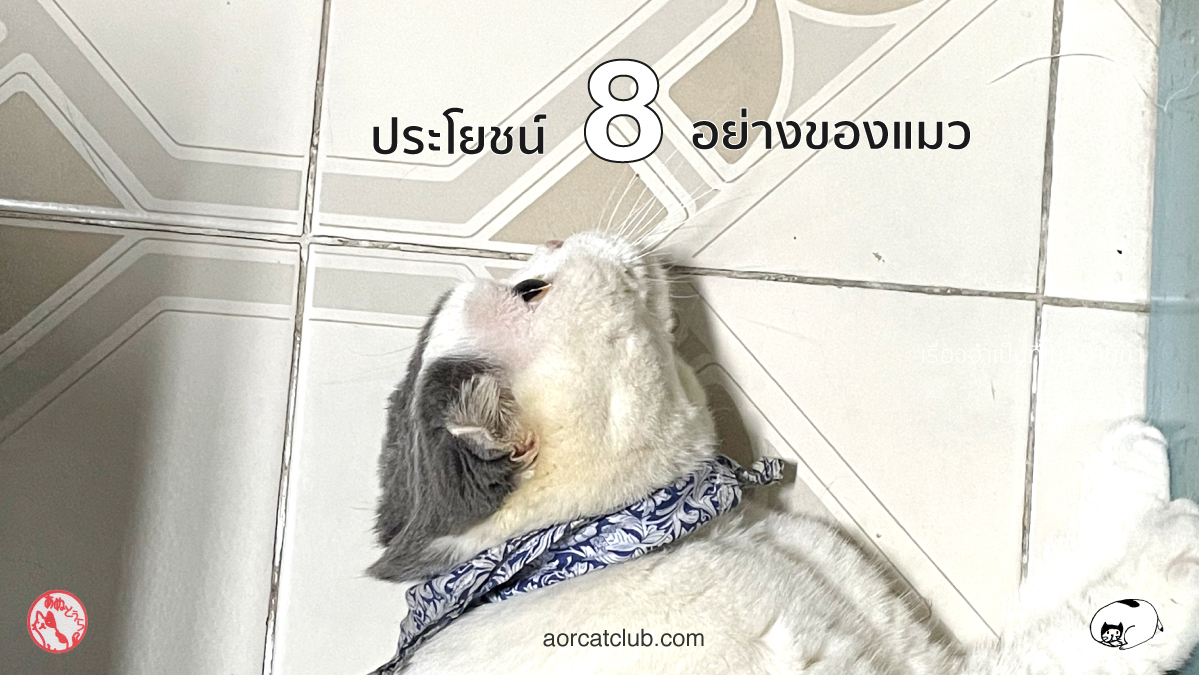 เลี้ยงแมวดียังไง