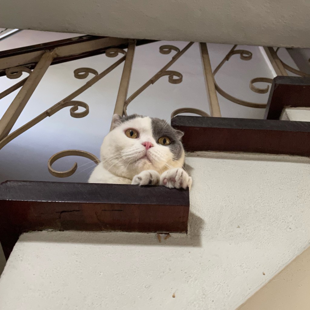 แมวตลกที่ท่าทาง