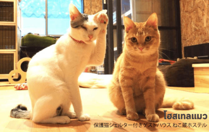 Hostel แมว ในญี่ปุ่น ฟูกูโอกะ