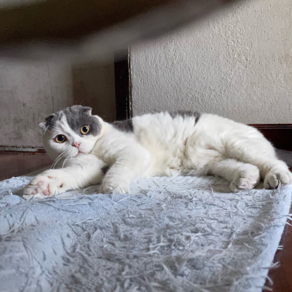 ทำไมคนรักแมวถึงยอมเป็นทาสแมว