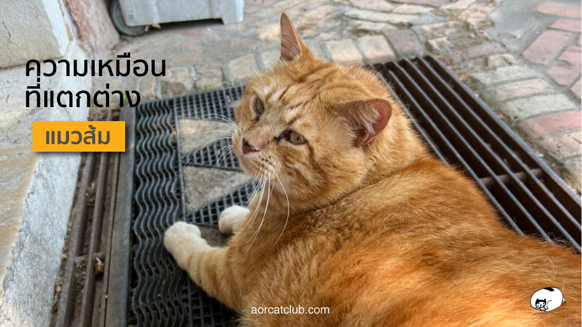 แมวส้มแมวดาราที่ดังระดับโลก