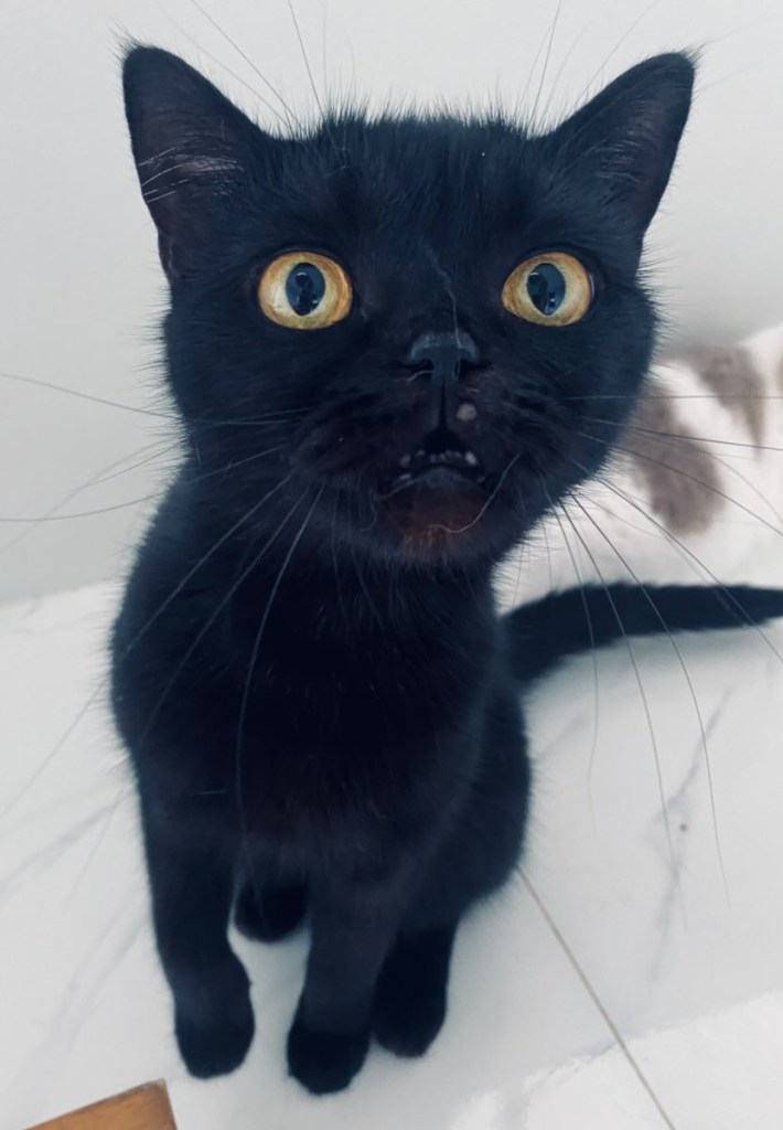 แมว FIP ที่รอดมา 7 ปี catclubguest