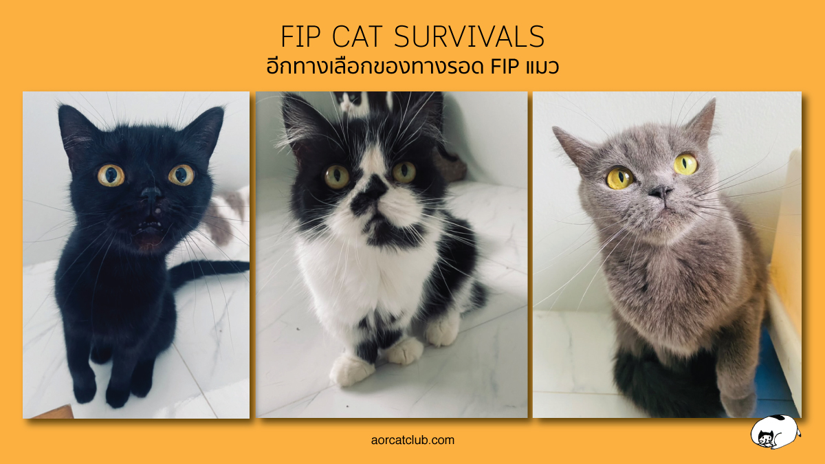 แมว Fip เลี้ยงแบบรวม