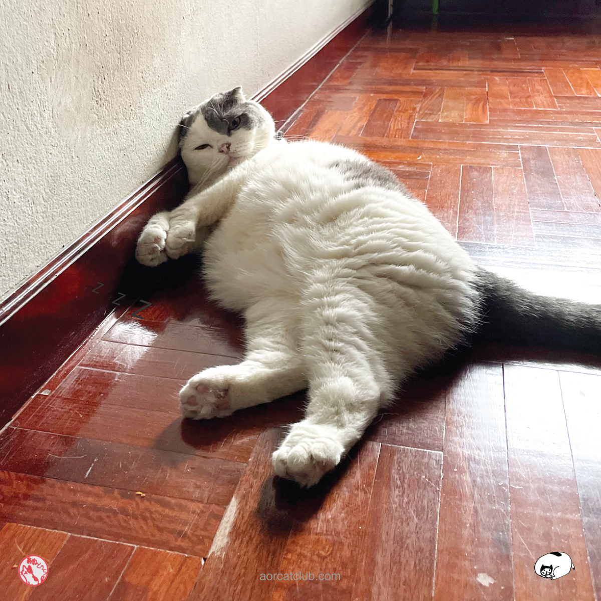 แมวกรนเพราะอะไร