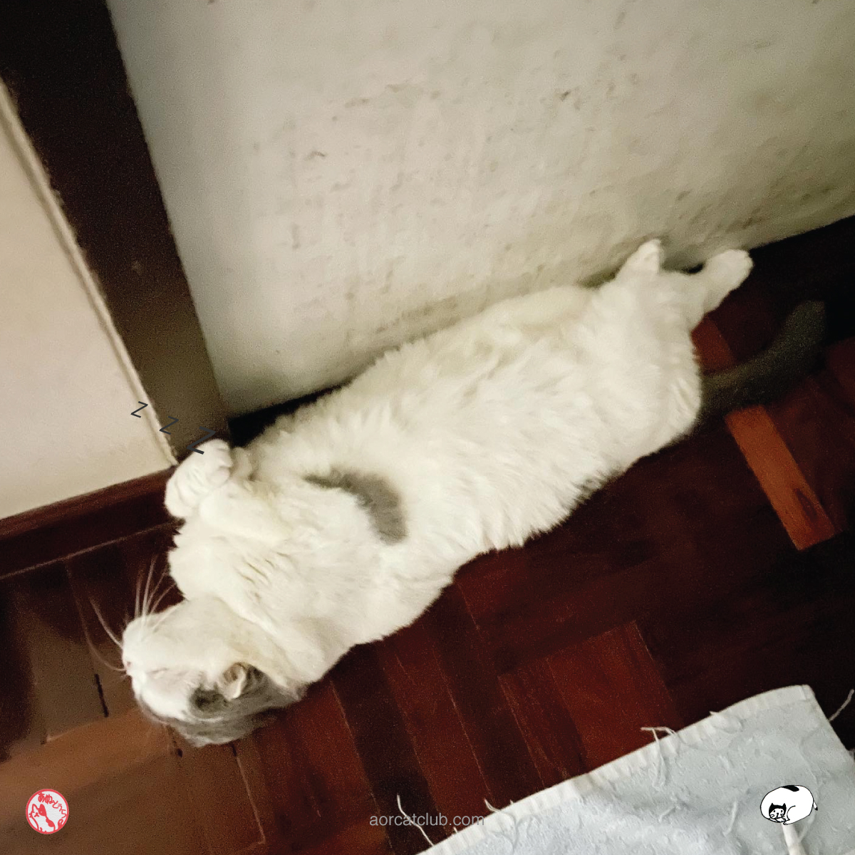 แมวหรือแมวน้ำ