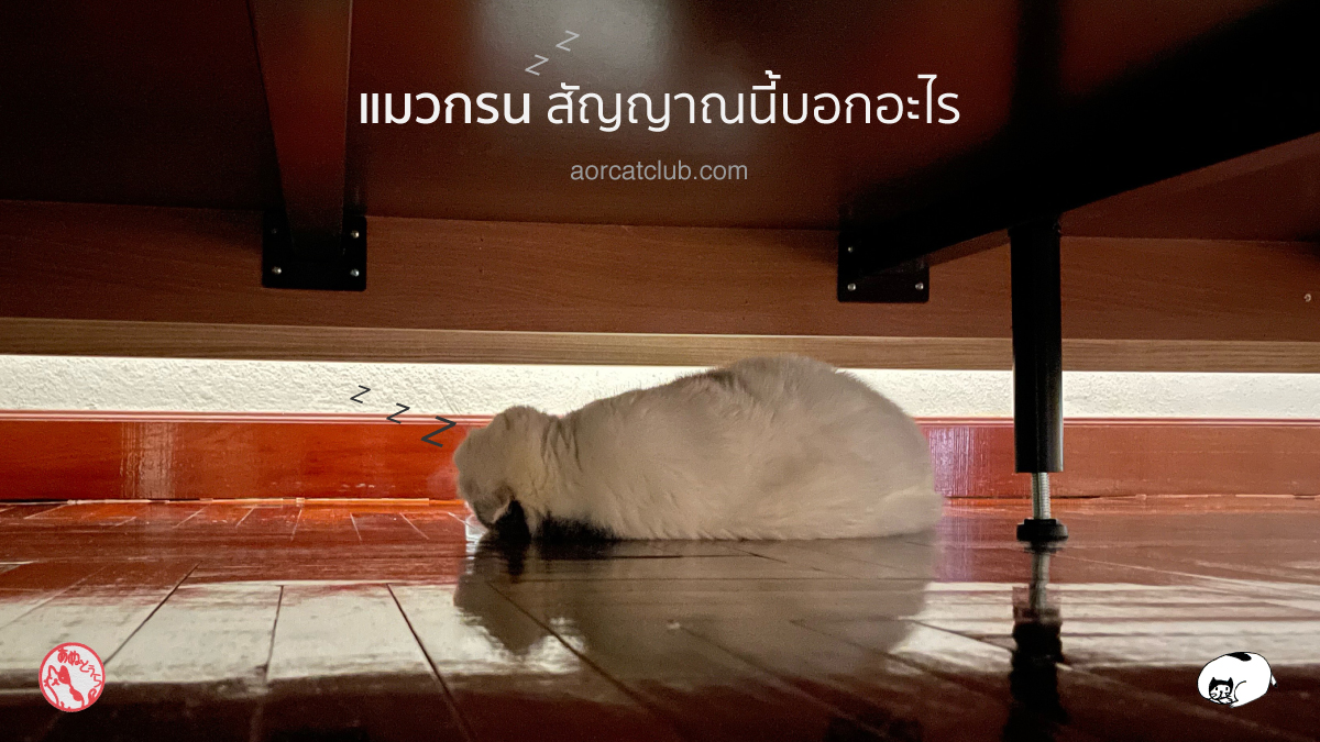 แมวกรนเพราะอะไร