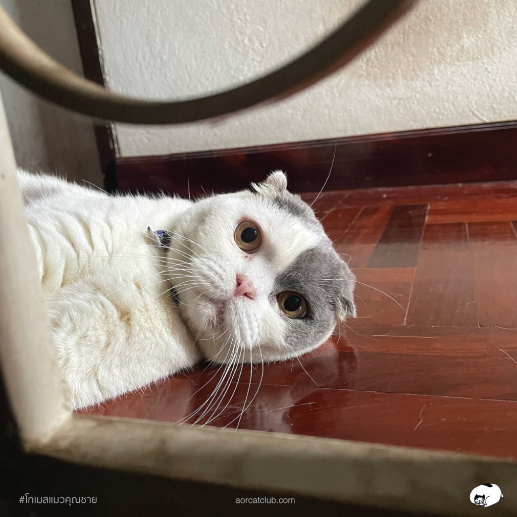 แมวมองตลอดเวลา