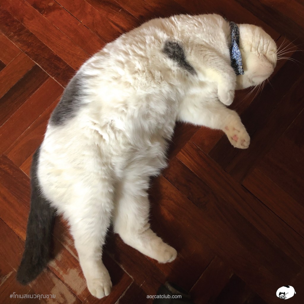 แมวชอบนอนให้เกาพุง