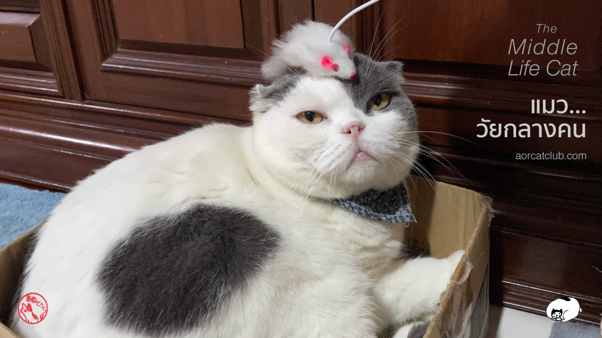 แมวแก่ดูยังไง, แมวแก่กี่ปี, แมววัยชรา,