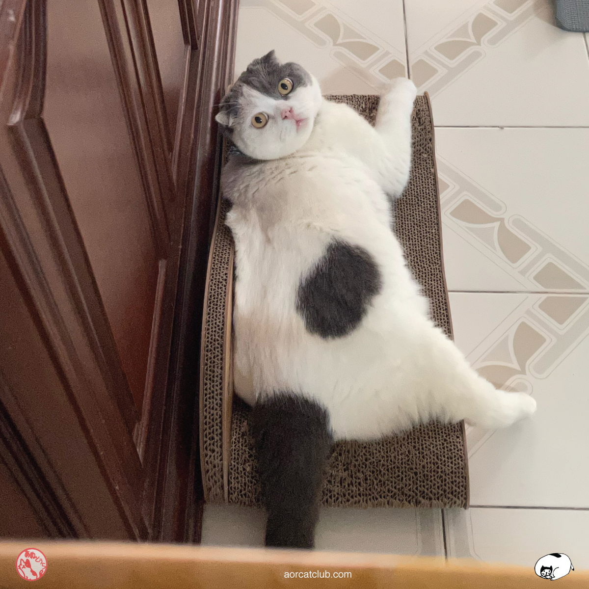 แมวจำเจ้าของได้จากเสียง