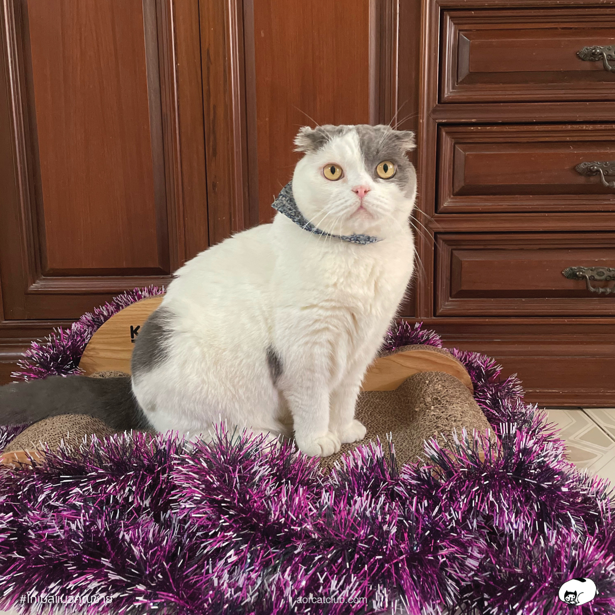 แมว 9 ขวบ, แมวเริ่มแก่