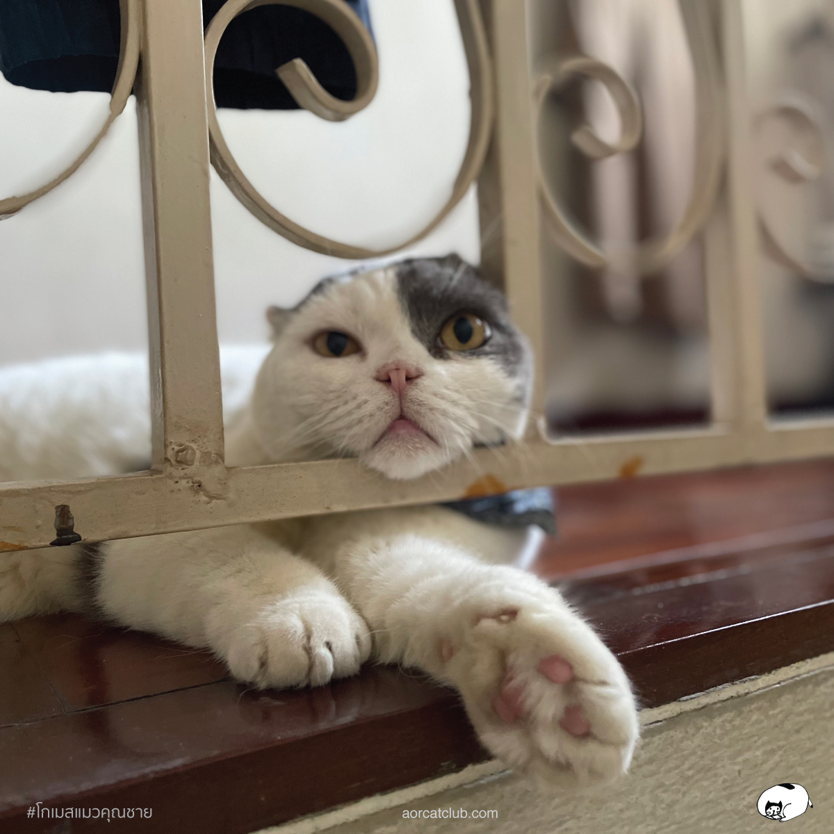 แมวแก่ดูได้จากอะไร