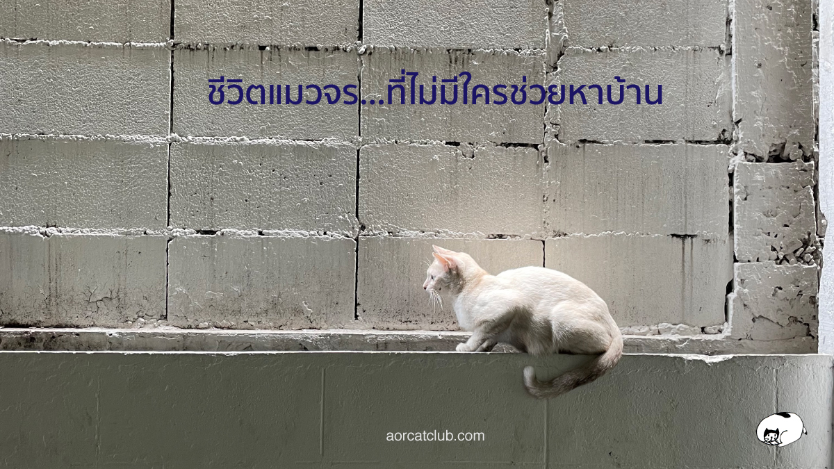 caster ทูนหัวของบ่าว ช่วยแมวจรหาบ้าน